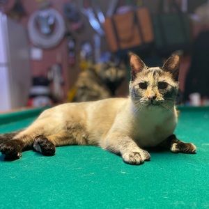 Meet your Posher, Robert